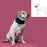 Cervical Collar for Dogs KVP Black (15-53 cm)